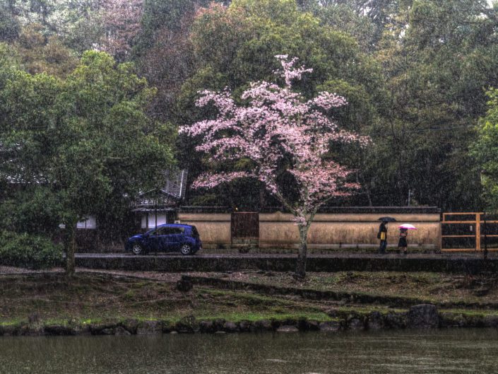 Sakura and Rain