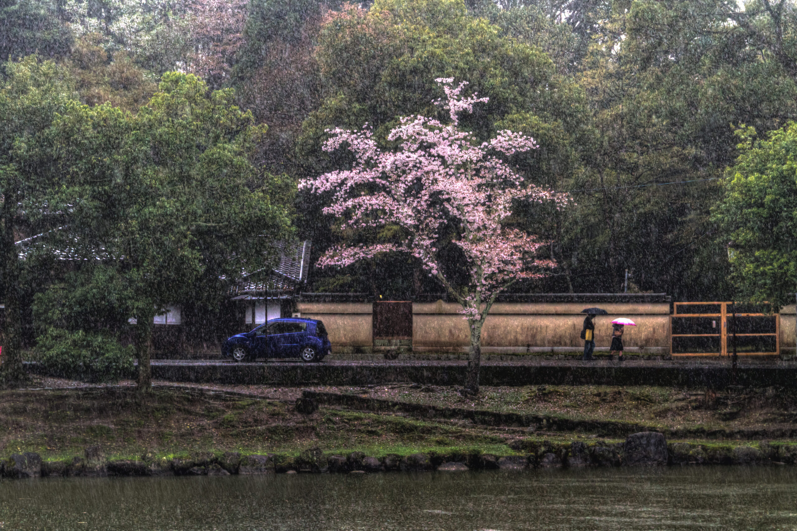 画像: 雨が降る中、桜の木が美しく咲く日本の庭園の風景。人々は傘を差しながら歩いている。風情ある和風の背景と車が見える