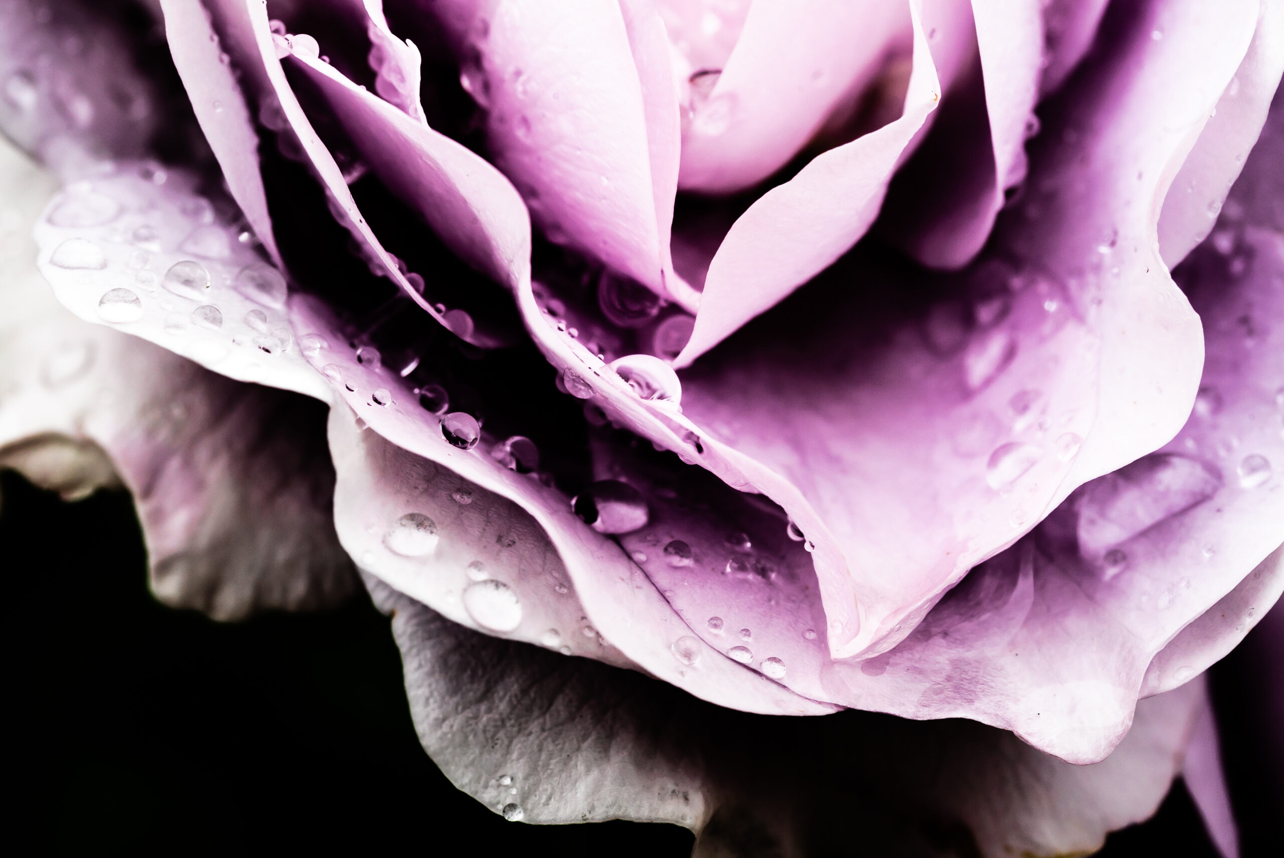 画像: 紫のバラの花びらに水滴が付いたクローズアップ写真。鮮やかな色合いと繊細な水滴が自然の美を強調しています。 キーワード: バラ、紫