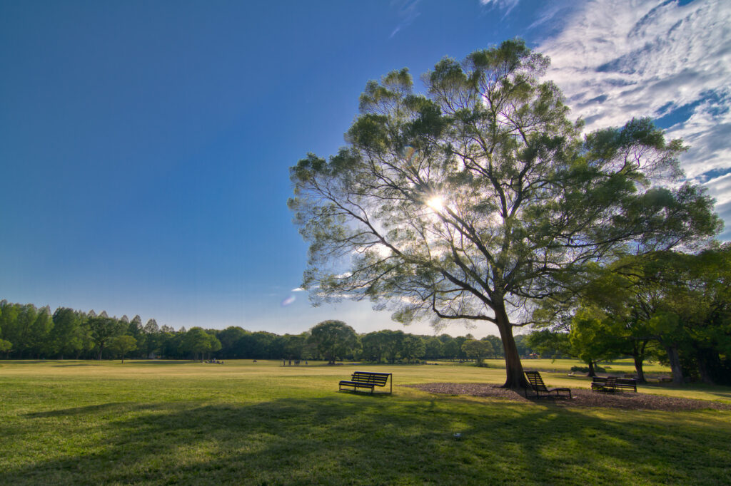 この写真は、晴れた日の午後に撮影された静かな公園の風景です。ベンチのそばに立つ大きな木から、太陽の光が差し込み、穏やかな雰囲気を醸し出しています。