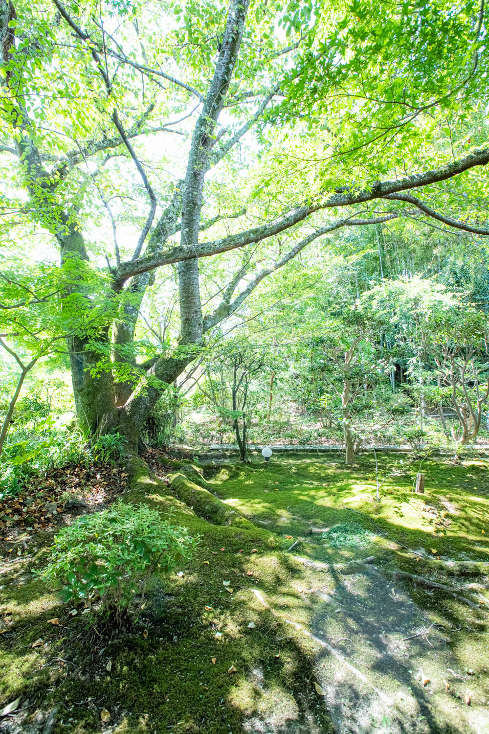 画像: この画像は、緑豊かな日本庭園の風景を捉えています。青々とした木々や苔むした地面が自然の美しさを演出しており、穏やかな