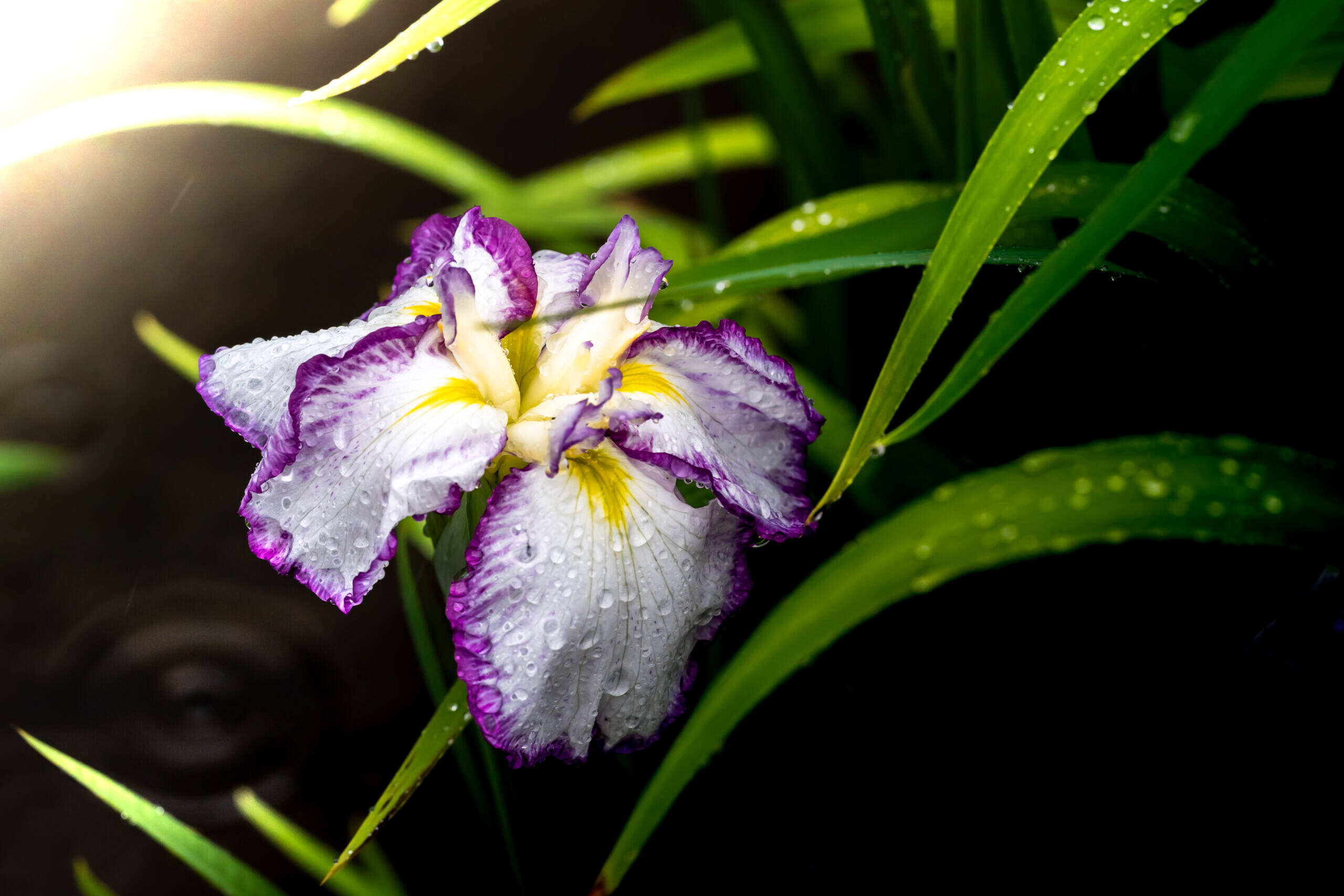 画像: 紫と白のアヤメの花が雨のしずくをまとい、緑の葉に囲まれて輝いている。自然、花、アヤメ、雨、庭園がキーワードです。