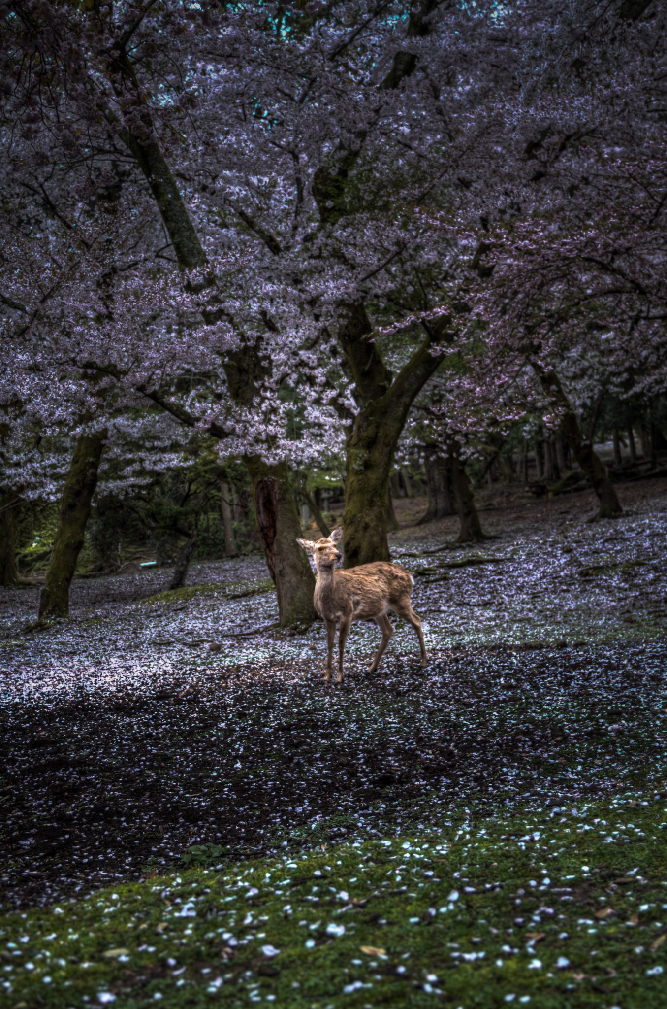 画像: 桜の花が舞う中、森林の中に鹿が佇んでいます。自然風景、桜、奈良、鹿、静寂と癒しが感じられるシーンです。
