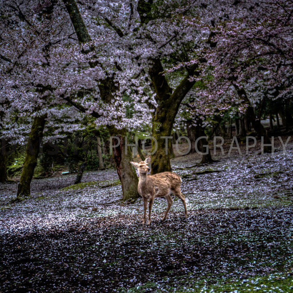 画像: 桜の木が満開の春の森で、鹿が静かに立っているシーン。桜の花びらが地面に散り、幻想的な雰囲気を醸し出して