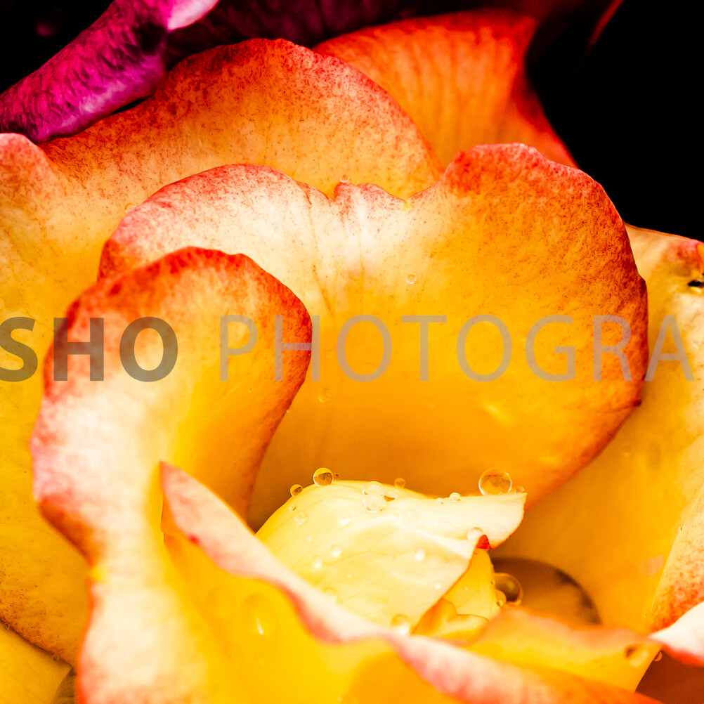 画像: 画像には、鮮やかなオレンジ色と赤色の薔薇の花がクローズアップで描かれています。花びらには水滴が付いており、自然の美しさが