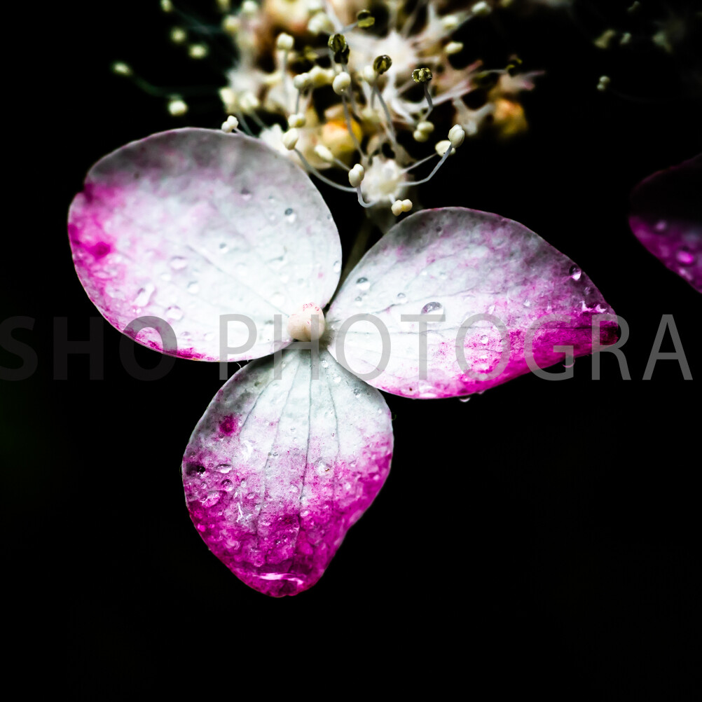 画像: 紫色と白色の美しい紫陽花の花びらに水滴がついたクローズアップ写真。暗い背景が花の鮮やかさを際立たせています。関連キーワード: 紫