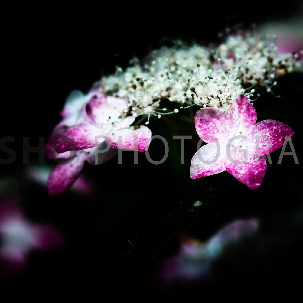 画像: 濃い背景にピンクのアジサイが鮮やかに映える写真。マクロ撮影により、花びらのディテールが際立ち、美しい自然の魅力を強調しています