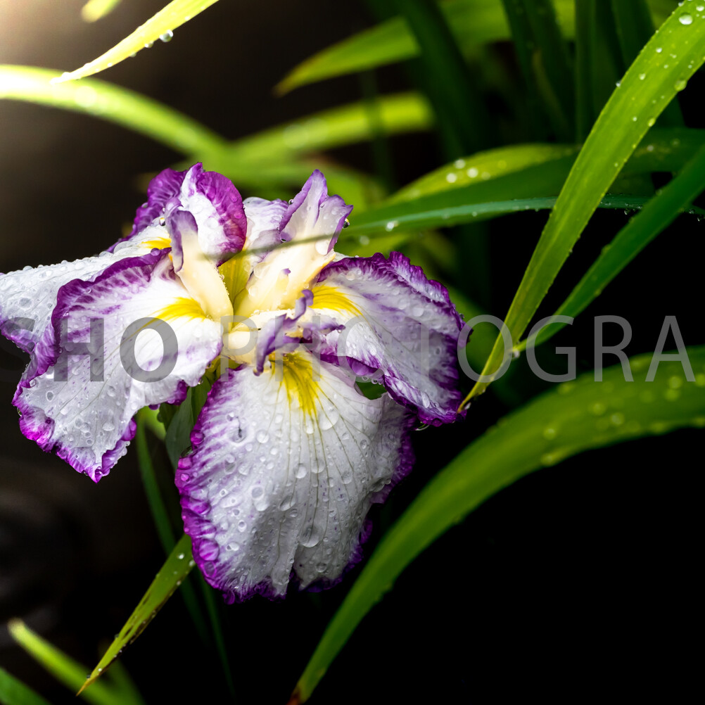 画像: 紫と白の美しい花菖蒲に水滴がついた様子が写っています。暗い背景が花を引き立て、しっとりとした雰囲気を醸し出しています。花