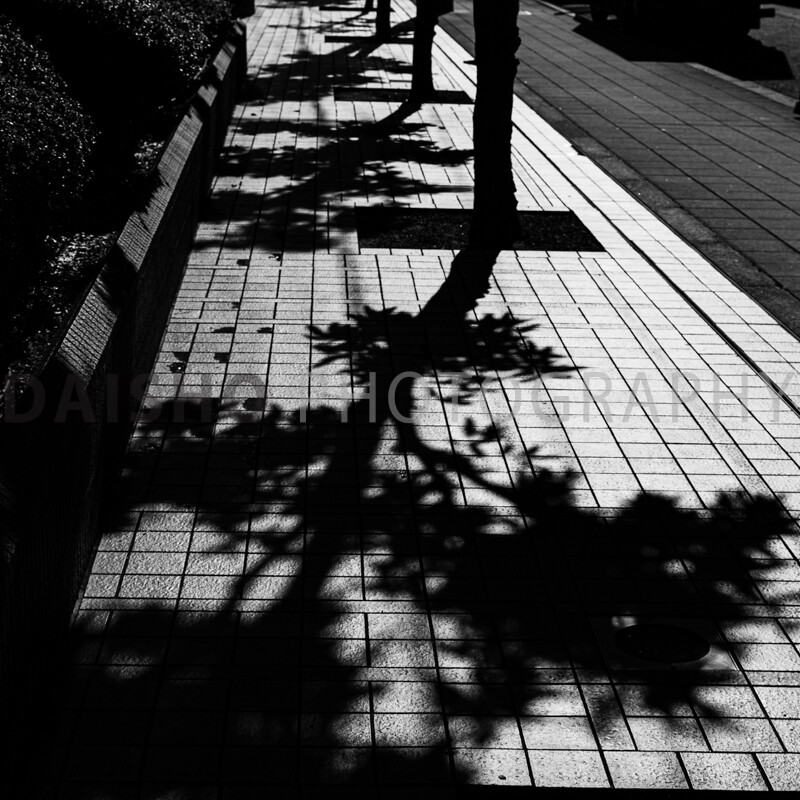 画像: 白黒の街中の歩道には、木々の影が美しくタイルの上に落ちています。強い太陽の光が鮮明なコントラストを生み出し、都会の静