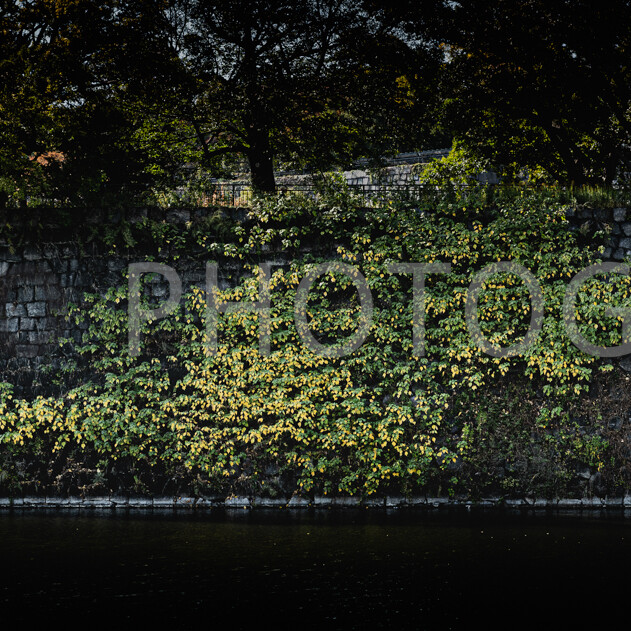 画像: 石垣に絡まる緑の植物が写された画像です。背景には薄暗い木々が広がり、自然の静寂が感じられます。このシーンは、都市公園や歴史