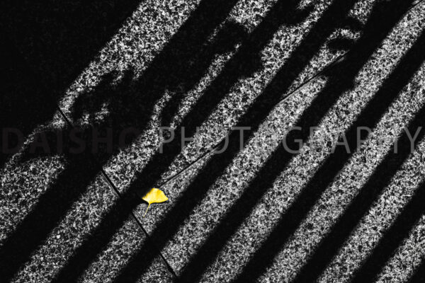 画像: 都市の路面に映る縞模様の影と、一枚の黄色い葉が対照的な美しさを見せる。ストリートフォトグラフィー、陰影、秋の葉、