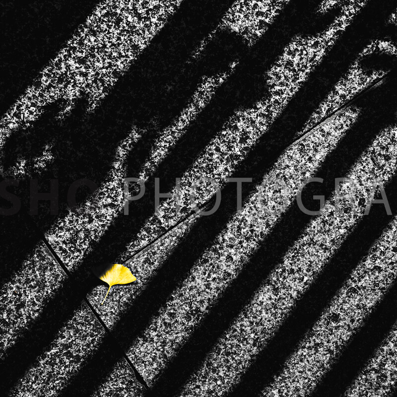 画像: 都市の路面に映る縞模様の影と、一枚の黄色い葉が対照的な美しさを見せる。ストリートフォトグラフィー、陰影、秋の葉、
