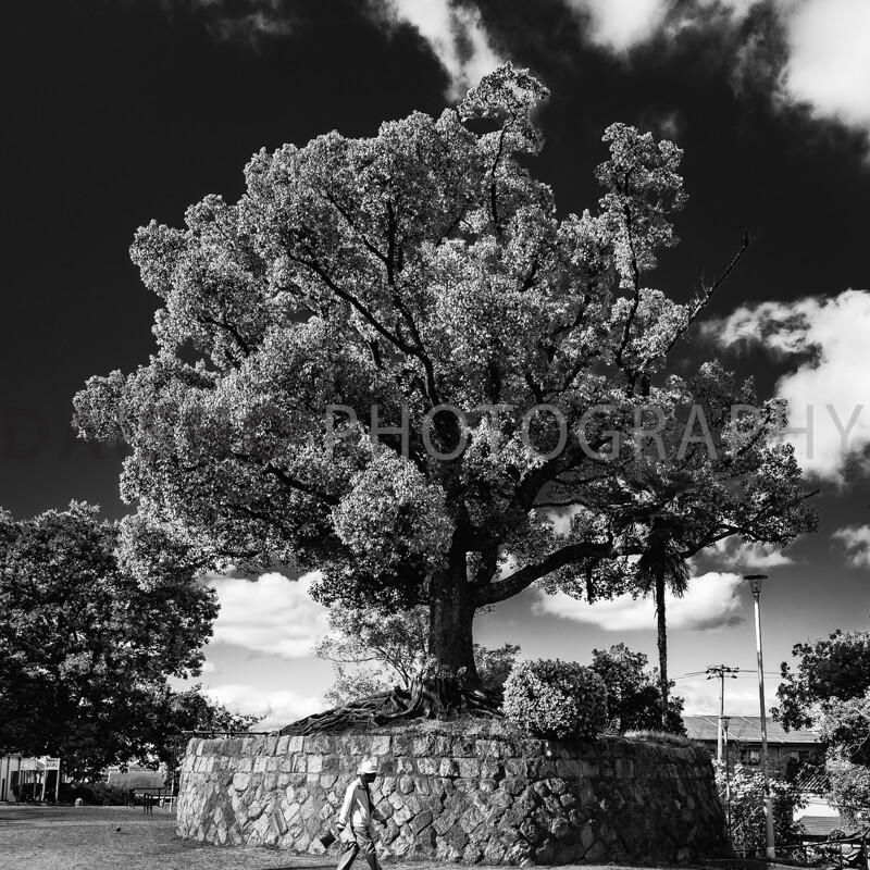 画像: 白黒の公園の写真で、大きな木が石垣の上に立っています。木の周囲には広場が広がり、年配の男性が歩いている姿が見えます。空には