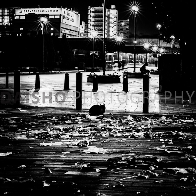 画像: 白黒の夜景写真で、街灯が輝く街中の風景です。地面には落ち葉が散らばり、背景には高層ビルやリゾートホテルが見えます。この
